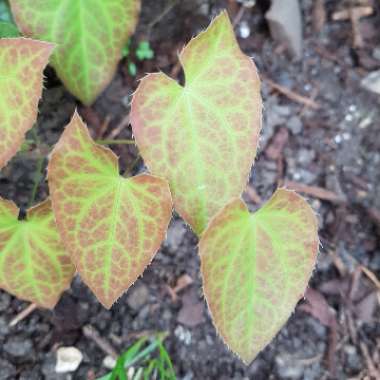 Epimedium x versicolor 'Sulphureum'