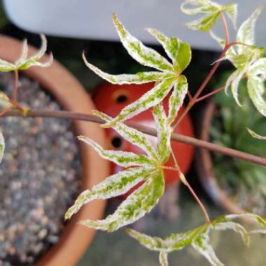 Acer Palmatum 'Ukigumo'