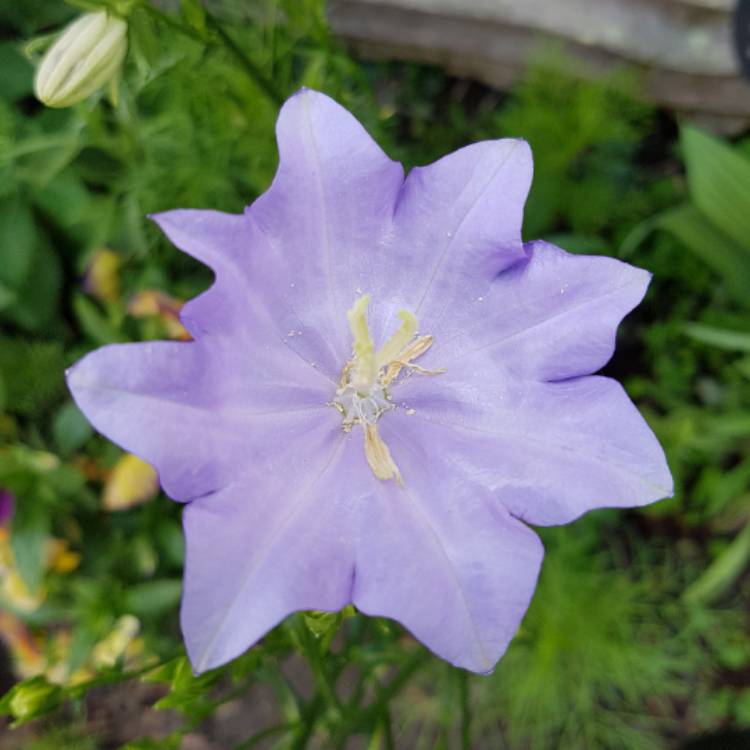 Plant image Campanula persicifolia 'Cornish Mist'