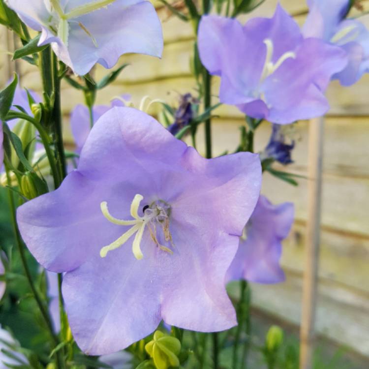 Plant image Campanula persicifolia 'Cornish Mist'