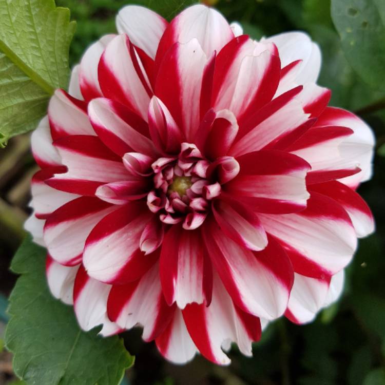 Plant image Dahlia 'Jamaica'