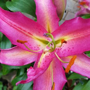 Lilium 'Robina' syn. Lilium 'Pink Explosion'