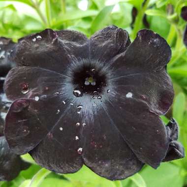 Petunia 'Black Velvet'