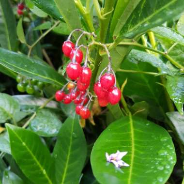 Atropa belladonna