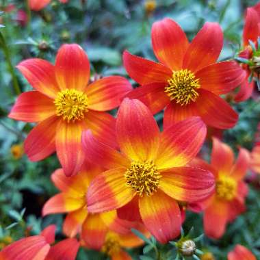 Bidens 'Bee Dance'