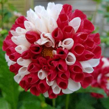 Dahlia 'York and Lancaster'