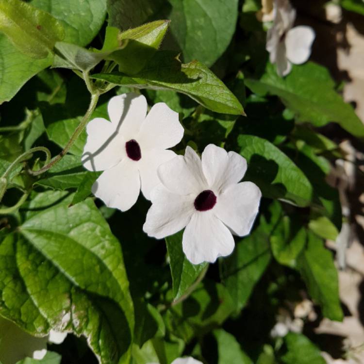 Plant image Thunbergia alata 'White-Eyed Susan'