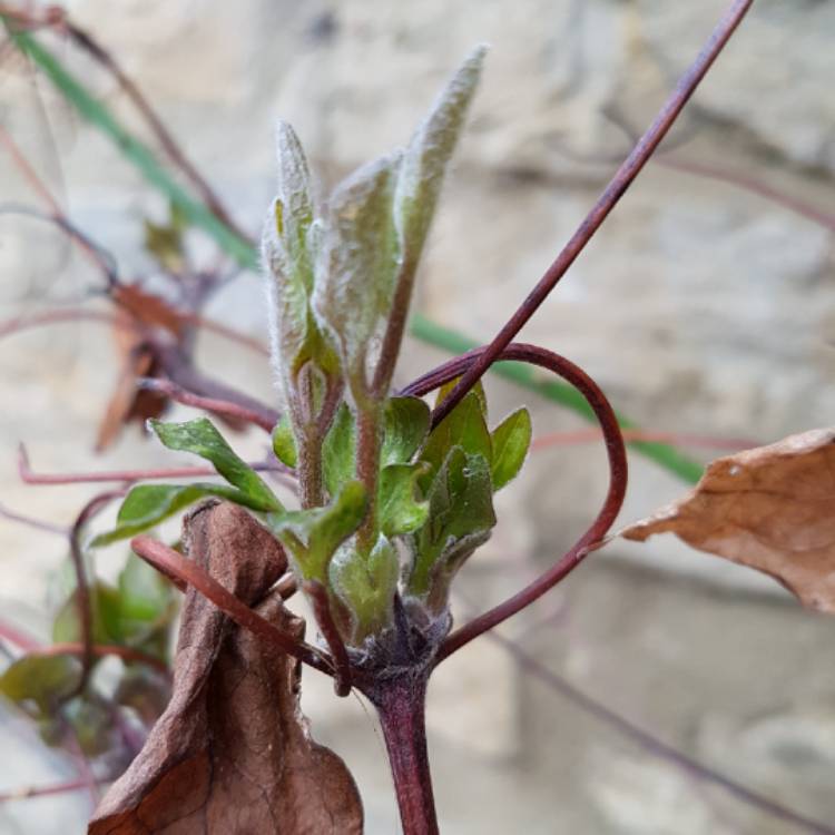 Plant image Clematis 'Miss Bateman'