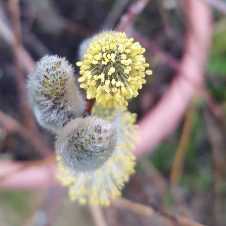 Plant image Salix caprea 'Kilmarnock' syn. Salix caprea 'Pendula', Salix caprea var. pendula