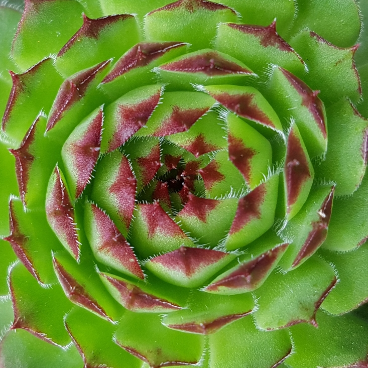 Plant image Sempervivum Tectorum Greenii