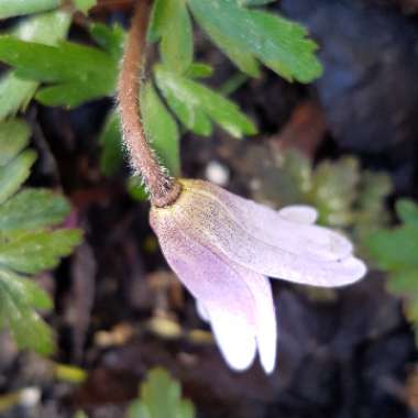 Anemonoides blanda syn. Anemone blanda