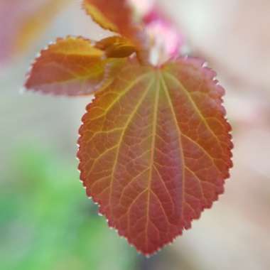 Cercidiphyllum japonicum