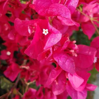 Bougainvillea