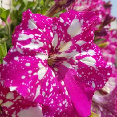 Petunia 'Kleph15313' syn. Petunia 'Night Sky', Petunia 'Headliner Night Sky'