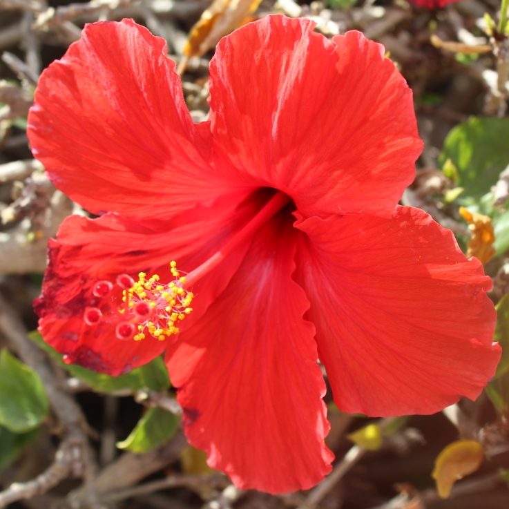 Plant image Hibiscus rosa-sinensis 'Red Giant'