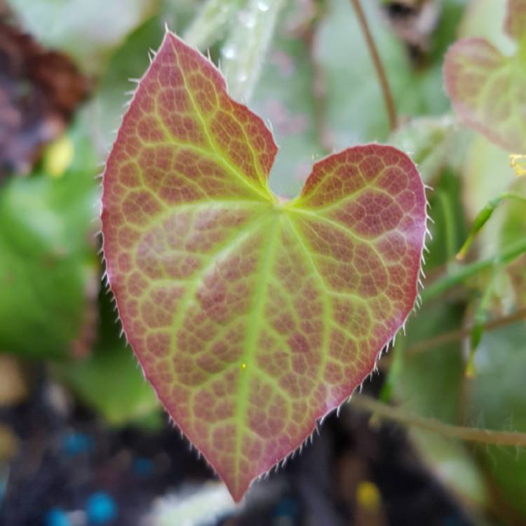 Plant image Epimedium x rubrum 'Galadriel'

