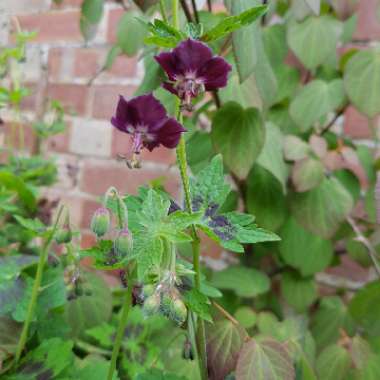 Geranium phaeum 'Samobor'