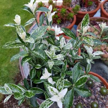 Euonymus fortunei 'Pierrolino'