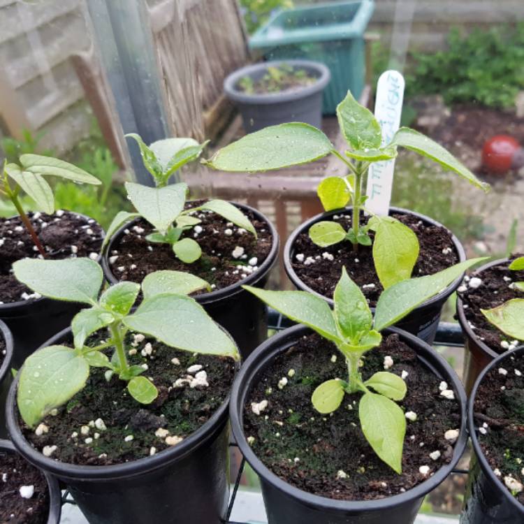 Plant image Tithonia 'Torchlight'