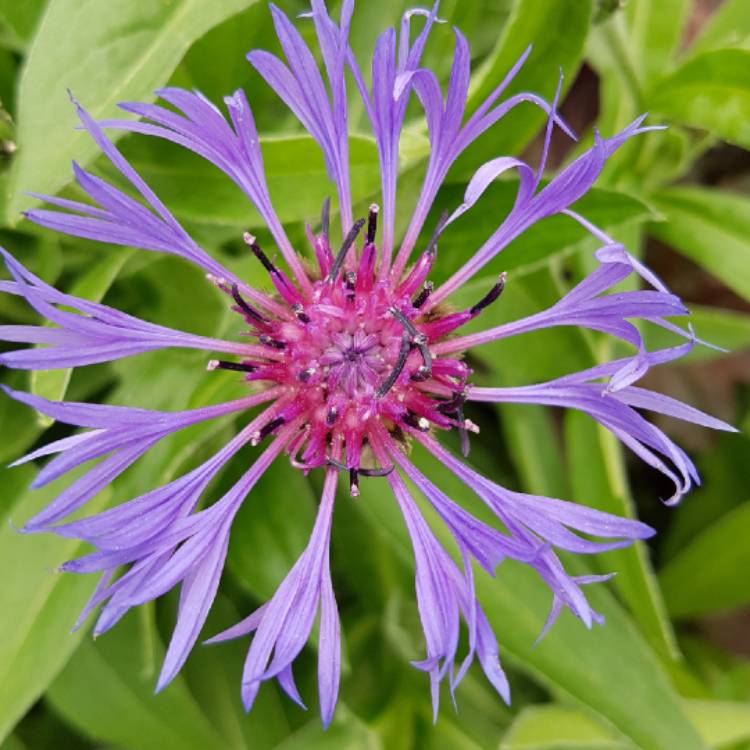 Plant image Centaurea cyanoides 'Blue Carpet'