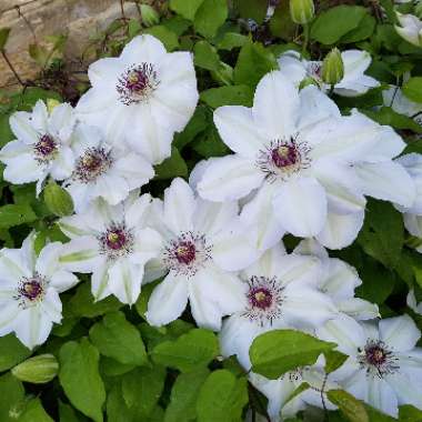 Clematis 'Miss Bateman'