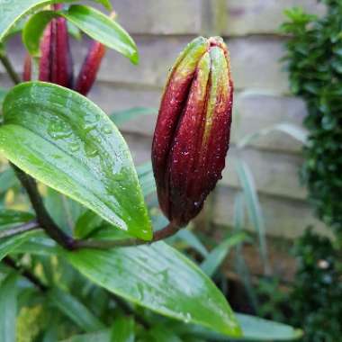 Lilium 'Queen of the Night'