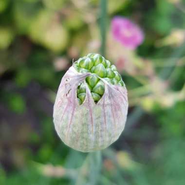 Allium sphaerocephalon