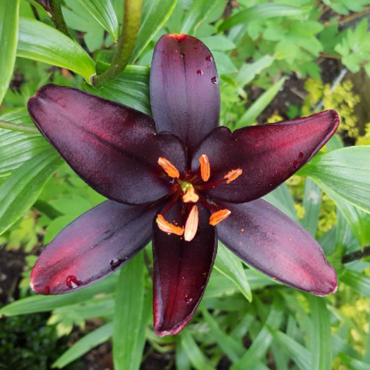 Plant image Lilium 'Queen of the Night'