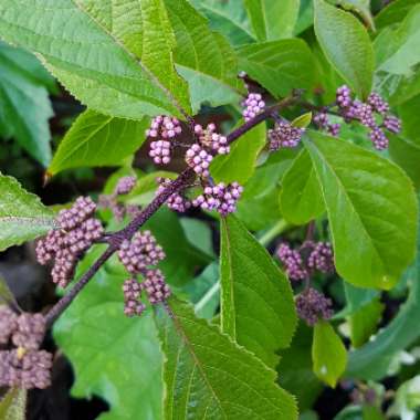 Callicarpa Bodinieri