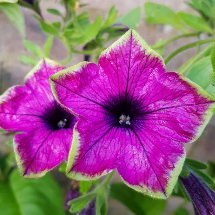 Plant image Petunia 'Green Edge'