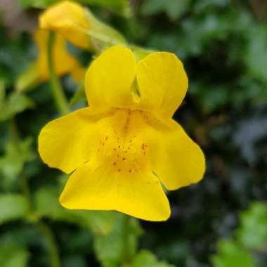 Mimulus Guttatus