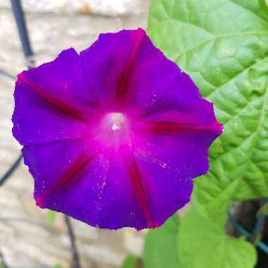 Ipomoea indica