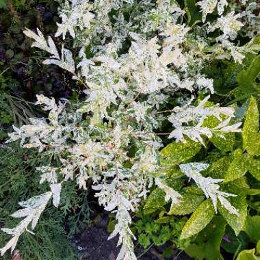 Salix integra 'Hakuro-nishiki' syn. Salix integra 'Nishiki Flamingo'