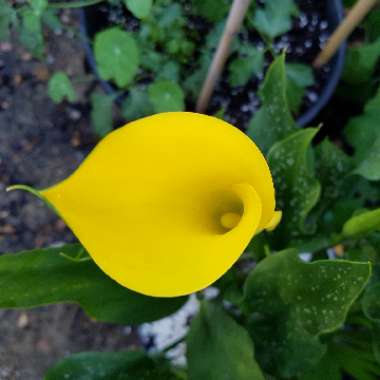 Zantedeschia 'Sunshine'