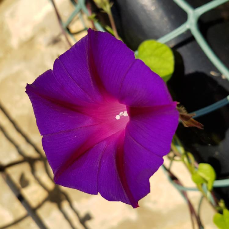 Plant image Ipomoea purpurea