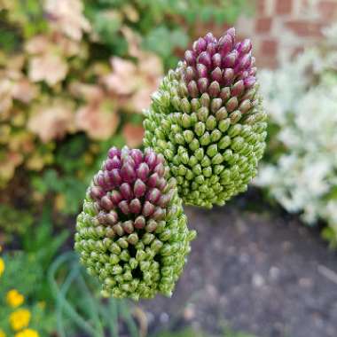 Allium sphaerocephalon