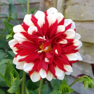 Dahlia 'Jamaica'