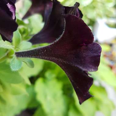 Petunia 'Black Velvet'