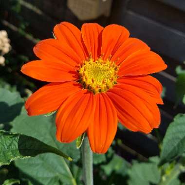 Tithonia 'Torchlight'