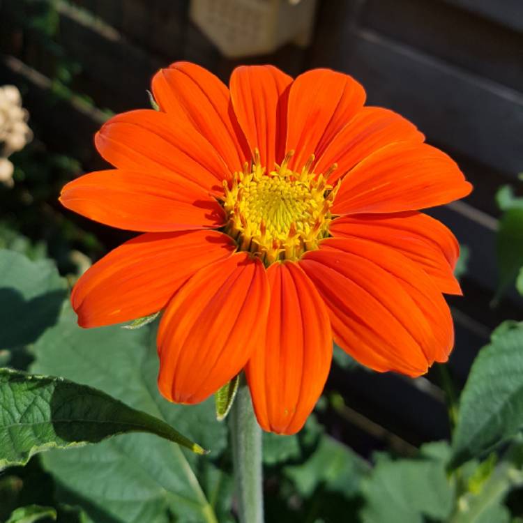 Plant image Tithonia 'Torchlight'