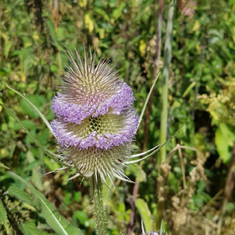 Plant image Dipsacus fullonum syn. Dipsacus sylvestris