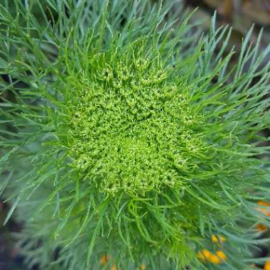 Ammi visnaga