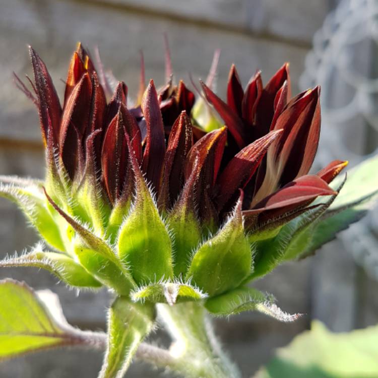 Plant image Helianthus annuus 'Black Magic'