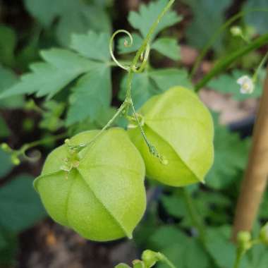 Cardiospermum Halicacabum