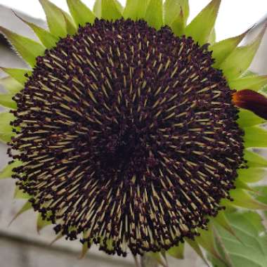 Helianthus annuus 'Black Magic'