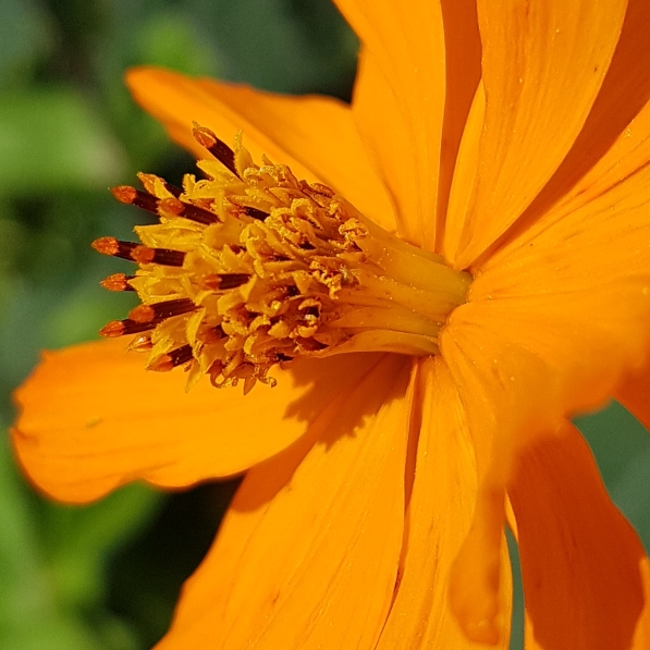 Plant image Cosmos Sulphureus 'Bright Lights' (Mixed)