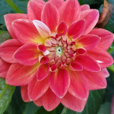 Dahlia 'Moulin Rouge'