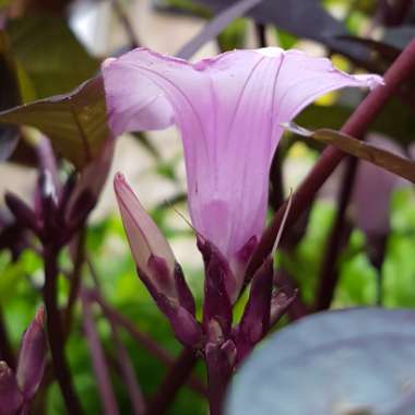 Ipomoea batatus 'Bright Ideas Black'