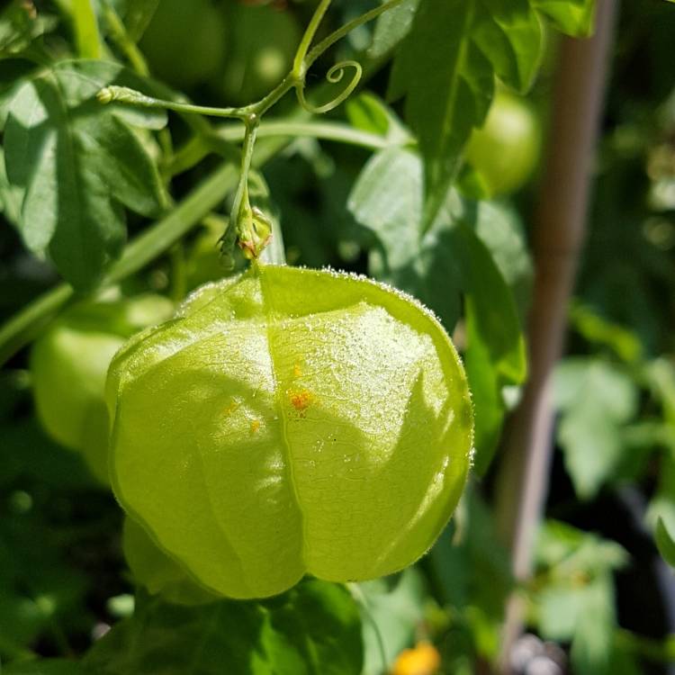 Plant image Cardiospermum Halicacabum