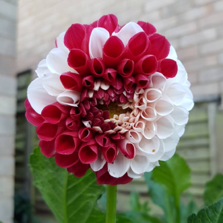 Plant image Dahlia 'York and Lancaster'